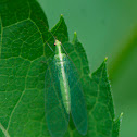 Common green lacewing
