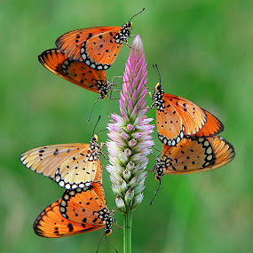 three couples by Anif Putramijaya - Wildlife Insects & Spiders