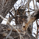 Great-Horned Owl