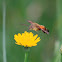 African hummingbird moth
