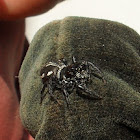 Jumping Spider