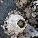 Barnacle