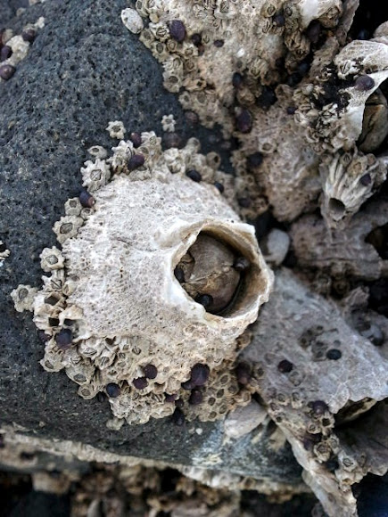 Spotting Image 1