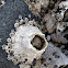 Barnacle