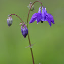 Common Columbine
