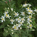 Flat-topped Aster