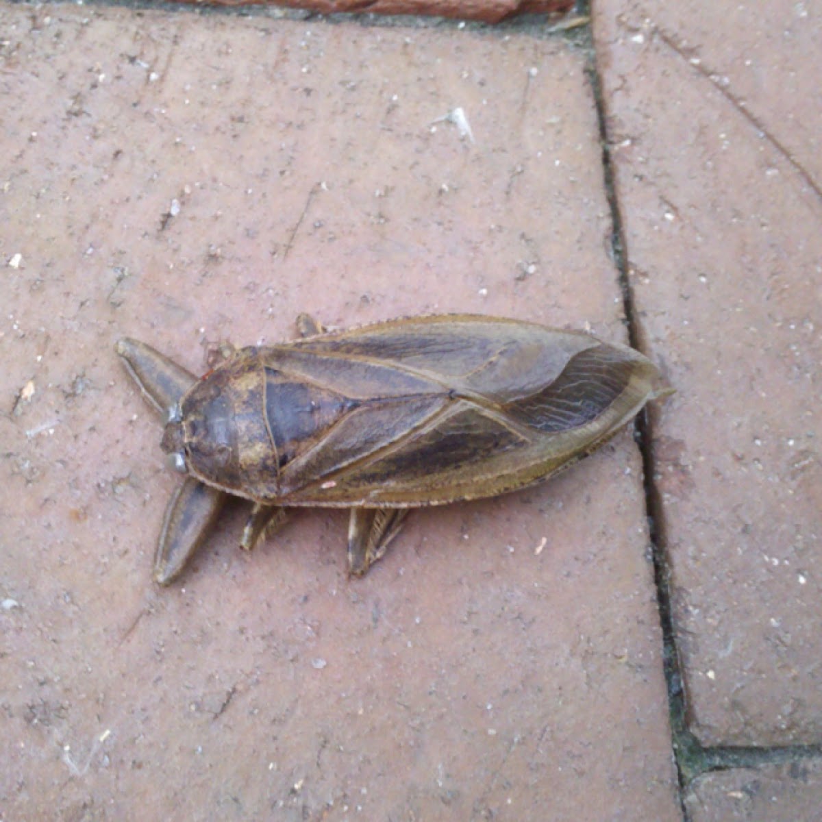 Giant Water Bug