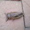 Giant Water Bug