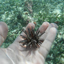 Slate-Pencil Urchin