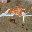 Opalescent Nudibranch