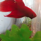 Betta