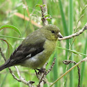 Lesser goldfinch