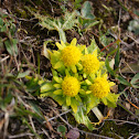 footsteps of spring
