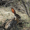 Black-tailed Jackrabbitt