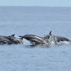Spinner Dolphin