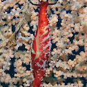 Rosy Spindle Cowrie