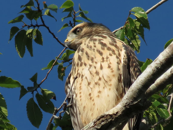 Spotting Image 1