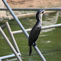 Neotropic Cormorant