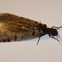 Winged Termite 