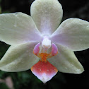 Moth Orchid