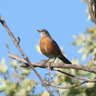 American Robin