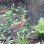 Eurasian Bittern
