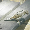 Eurasian Wryneck