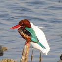 White-throated Kingfisher