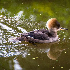 Hooded Merganser