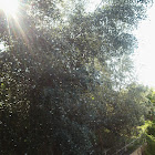 Álamo blanco (White poplar)