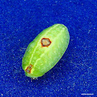 Abbreviated Button Slug
