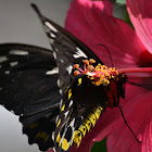 Cairns Birdwing