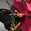Cairns Birdwing