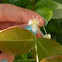 Lemon flower