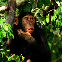 Common Chimpanzee