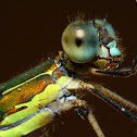 Western Willonw Spreadwing