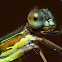 Western Willonw Spreadwing