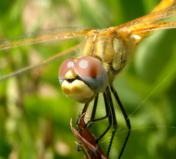 Spotting Image 1
