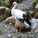 Oriental Stork