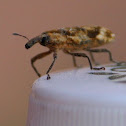Weevil