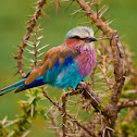 Lilac-breasted roller