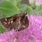 Clouded Skipper
