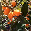 Kumquat