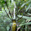Golden Orb-web Spider female.