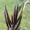 stem gall