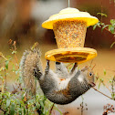 Eastern gray squirrel