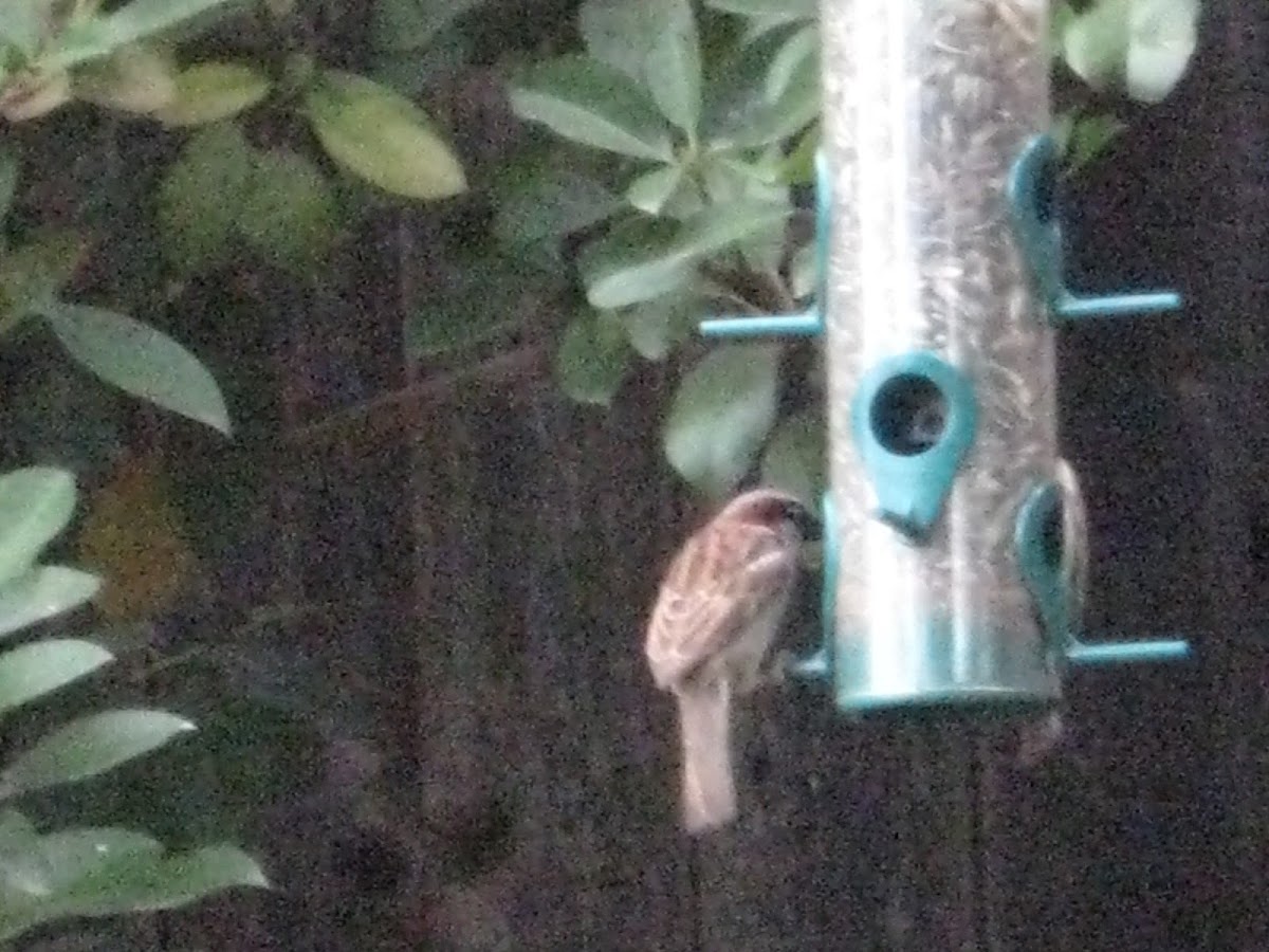 House sparrow
