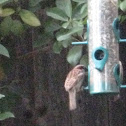 House sparrow