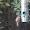 House sparrow