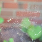itsy bitsy spider